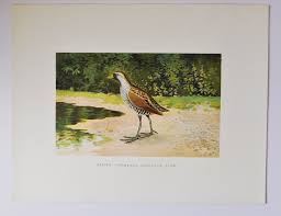 Image result for Porzana carolina