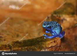 Image result for blauer baumsteiger