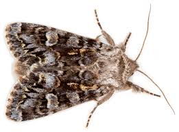 Attēlu rezultāti vaicājumam “Papestra biren”