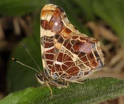 Attēlu rezultāti vaicājumam “Araschnia levana larva”