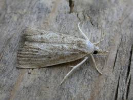 Attēlu rezultāti vaicājumam “Calamotropha paludella”