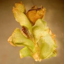 Attēlu rezultāti vaicājumam “Leiocolea rutheana”