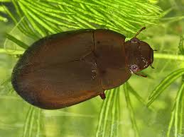 Attēlu rezultāti vaicājumam “Hydrochara caraboides”