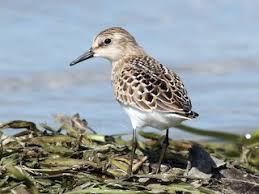 Image result for Calidris pusilla