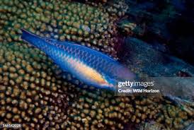 Image result for Scarus taeniopterus