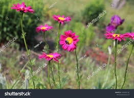 Image result for Chrysanthemum ptarmiciflorum