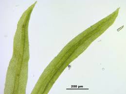 Attēlu rezultāti vaicājumam “Rhabdoweisia fugax”