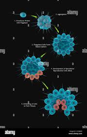 Attēlu rezultāti vaicājumam “Physarum straminipes spores”