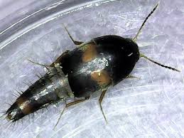 Attēlu rezultāti vaicājumam “Sepedophilus sp.”