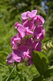 Attēlu rezultāti vaicājumam “Lathyrus laevigatus”