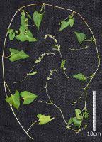 Attēlu rezultāti vaicājumam “Fallopia convolvulus fruit”