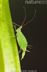 Attēlu rezultāti vaicājumam “Acyrthosiphon”