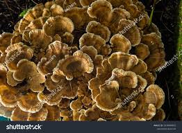 Attēlu rezultāti vaicājumam “Gloeophyllum odoratum”