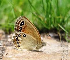 Attēlu rezultāti vaicājumam “Coenonympha hero”