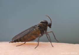 Attēlu rezultāti vaicājumam “Sciaridae”