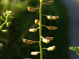 Attēlu rezultāti vaicājumam “Rorippa palustris fruit”