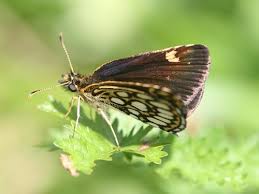 Attēlu rezultāti vaicājumam “Heteropterus morpheus underside”