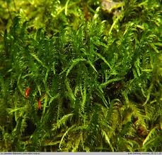 Attēlu rezultāti vaicājumam “Sanionia uncinata”