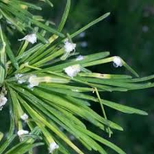 Attēlu rezultāti vaicājumam “Adelges laricis”