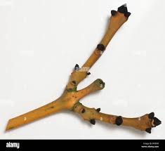 Attēlu rezultāti vaicājumam “Fraxinus excelsior bud”