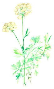 Image result for Liebstöckel