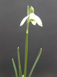 Attēlu rezultāti vaicājumam “Galanthus nivalis”