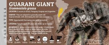 Znalezione obrazy dla zapytania Grammostola grossa