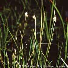 Attēlu rezultāti vaicājumam “Juncus stygius”