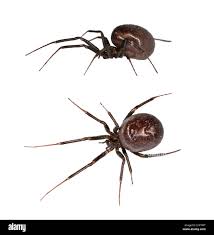 Attēlu rezultāti vaicājumam “Steatoda grossa”
