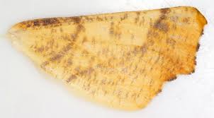 Attēlu rezultāti vaicājumam “Ennomos autumnaria male”