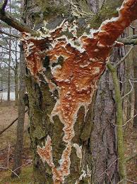 Attēlu rezultāti vaicājumam “Gloeoporus taxicola”