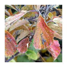 Attēlu rezultāti vaicājumam “Hamamelis japonica leaf”