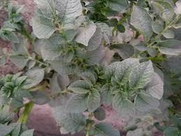 Attēlu rezultāti vaicājumam “Solanum tuberosum leaf”