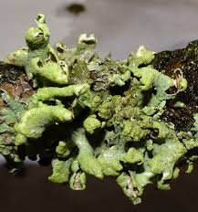 Attēlu rezultāti vaicājumam “Hypotrachyna sp.”