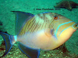 Image result for Balistes vetula