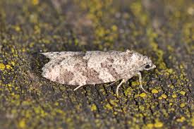 Attēlu rezultāti vaicājumam “Eana incanana”