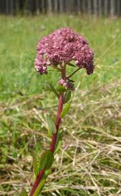 Attēlu rezultāti vaicājumam “Hylotelephium telephium bud”