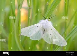 Attēlu rezultāti vaicājumam “Diaphora mendica”