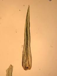 Attēlu rezultāti vaicājumam “Ulota crispa”