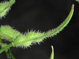 Attēlu rezultāti vaicājumam “Sinapis alba fruit”