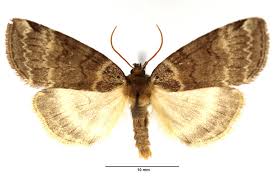 Attēlu rezultāti vaicājumam “Tetheella fluctuosa”