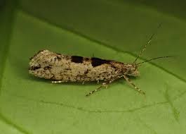 Attēlu rezultāti vaicājumam “Ypsolophidae”