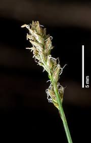 Attēlu rezultāti vaicājumam “Carex diandra”