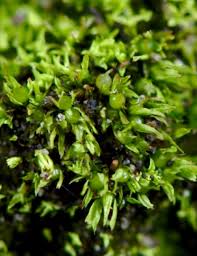 Attēlu rezultāti vaicājumam “Pottiales”