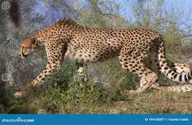 Afbeeldingsresultaat voor cheeta