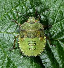 Attēlu rezultāti vaicājumam “Palomena prasina nymph”