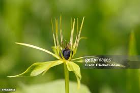 Attēlu rezultāti vaicājumam “Paris quadrifolia flower”