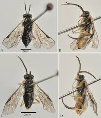 Attēlu rezultāti vaicājumam “Pristiphora maesta larva”