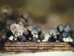 Attēlu rezultāti vaicājumam “Lamproderma arcyrioides”