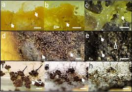 Attēlu rezultāti vaicājumam “Fuligo gyrosa spores”